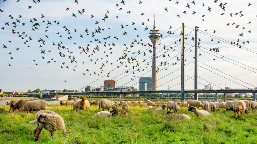 Six wildlife experiences in Düsseldorf