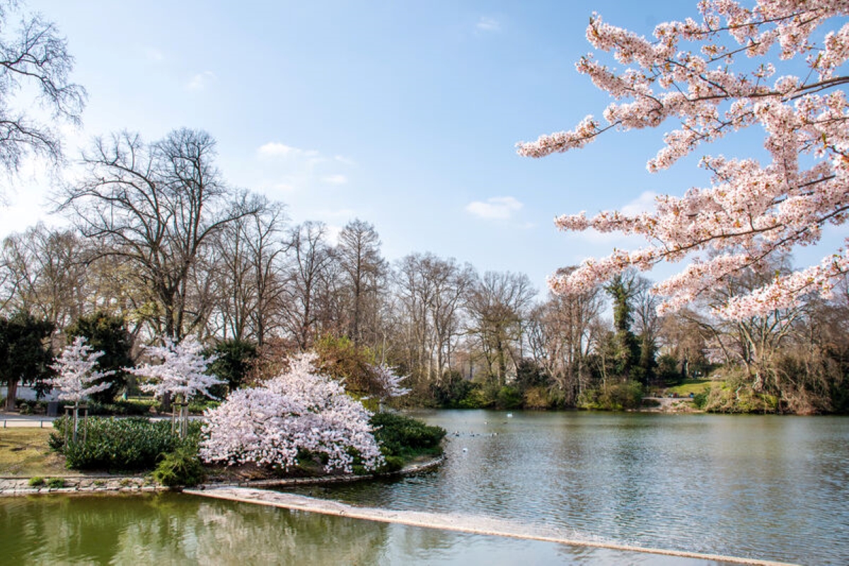 The Hofgarten during cherry blossom season, you can also see the section of a small lake.Ideal for relaxing during UEFA EURO 2024