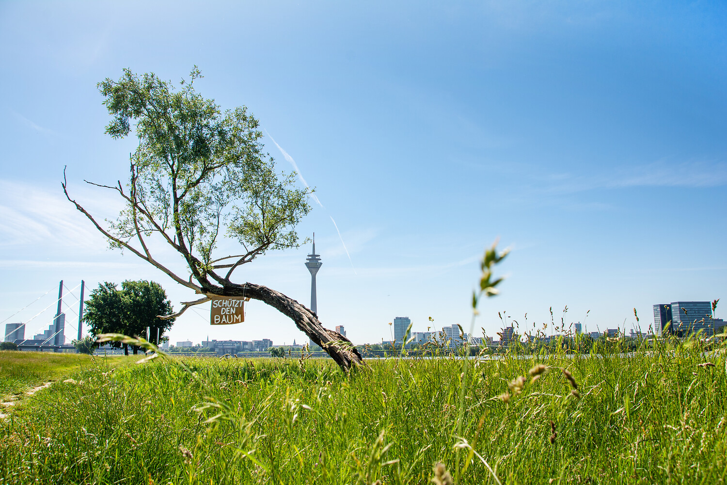 You can see a meadow in the foreground and the Düsseldorf skyline in the background.